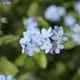 Wood forget-me-not
