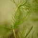 Eurasian watermilfoil