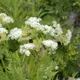 Cicely