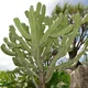 Bilberry cactus