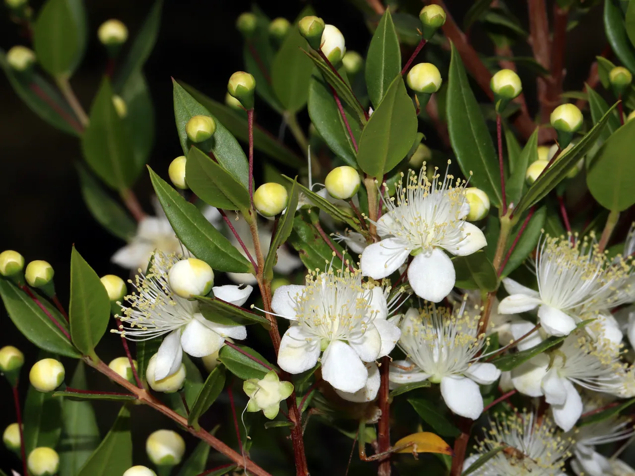 Common myrtle