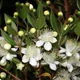Common myrtle