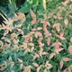 Common nandina