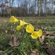 Narcissus bulbocodium