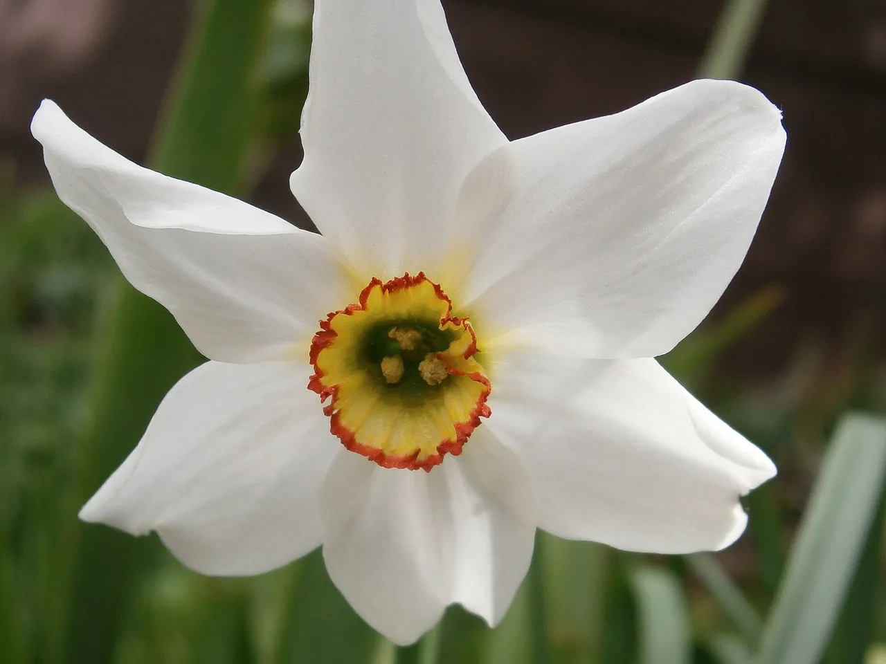 Daffodil