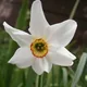 Daffodil