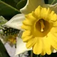 Daffodil