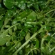 Watercress