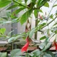 Nematanthus crassifolius