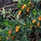 Nematanthus gregarius
