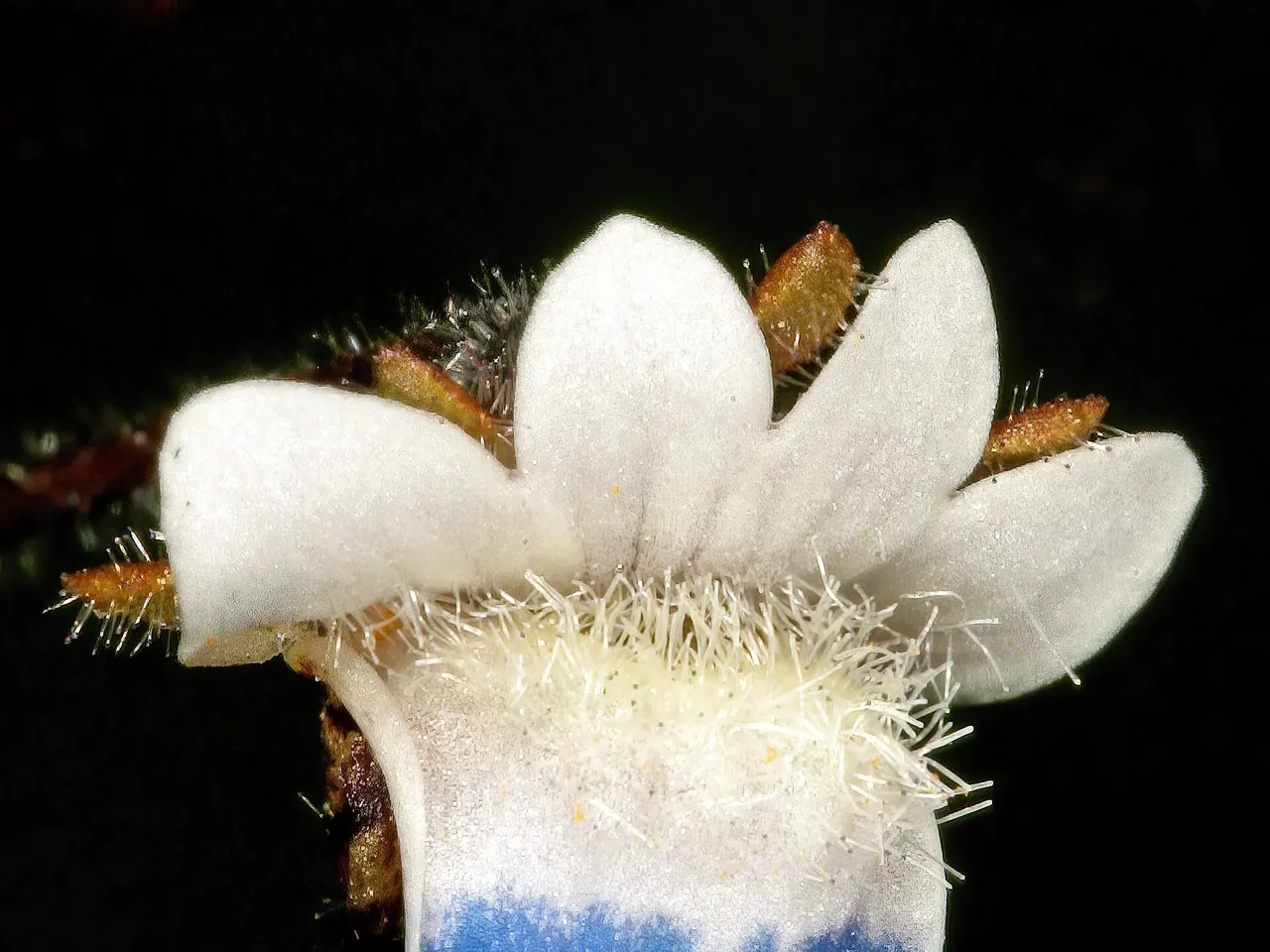 Bearded Nemesia