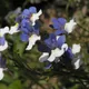Nemesia strumosa