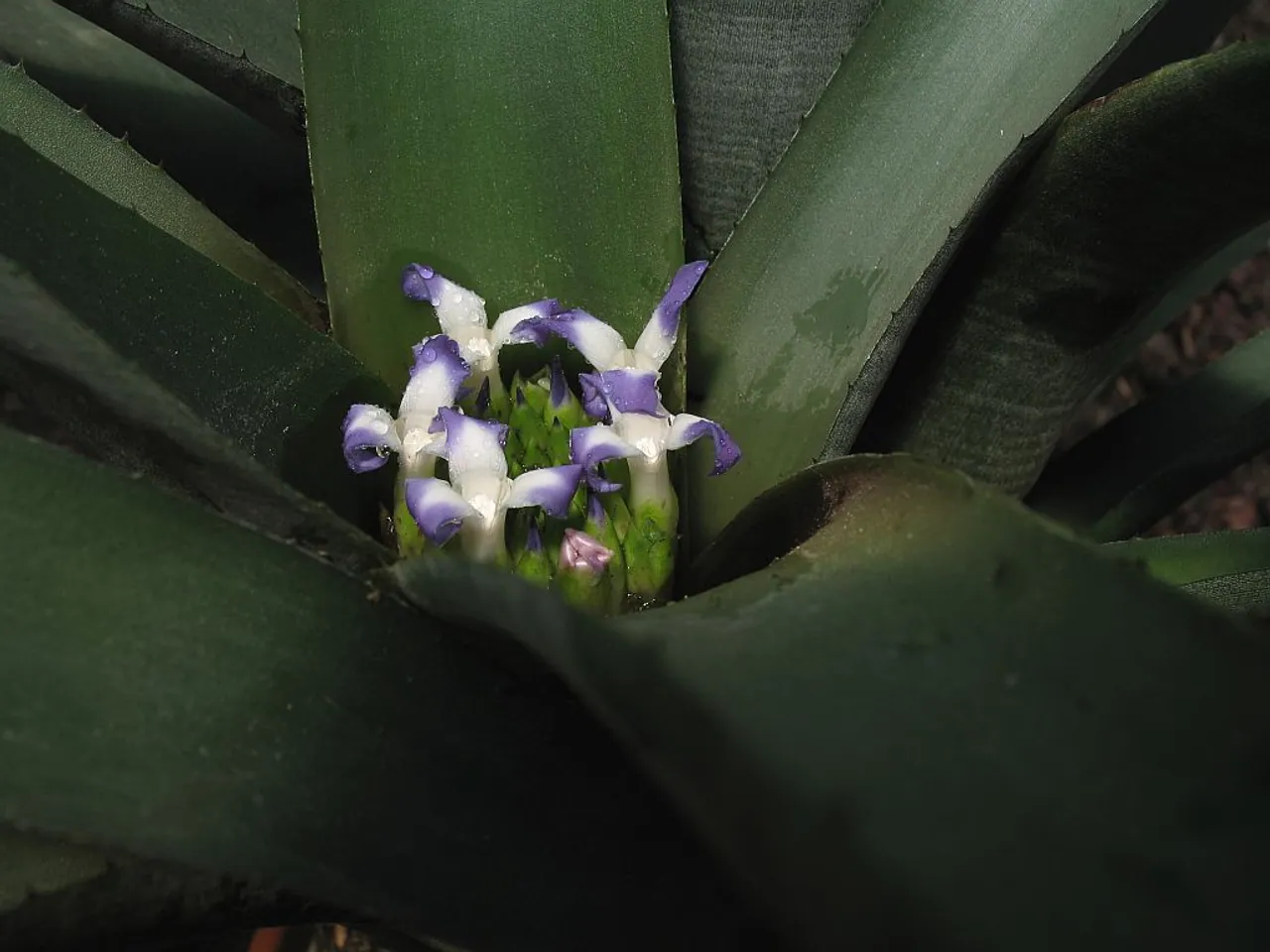 Neoregelia angustibracteolata