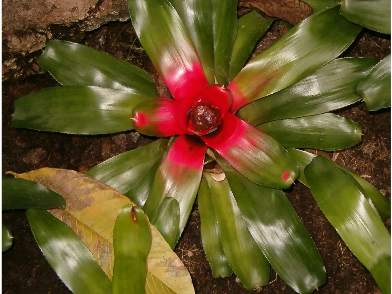 Neoregelia carolinae