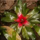 Neoregelia carolinae