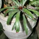 Neoregelia spectabilis