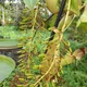 N. alata