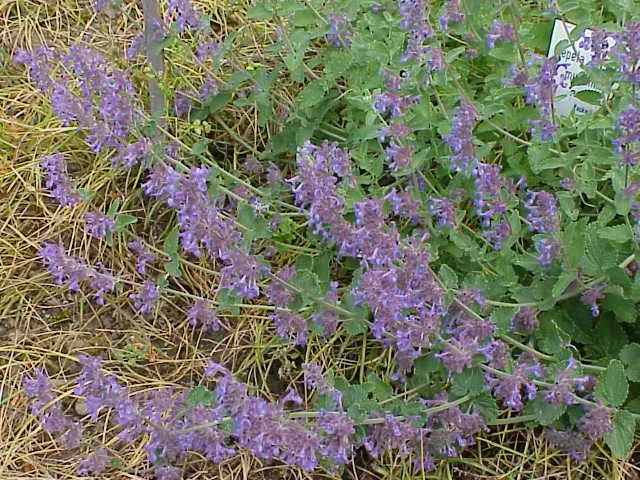 Dwarf catnip