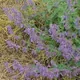 Dwarf catnip