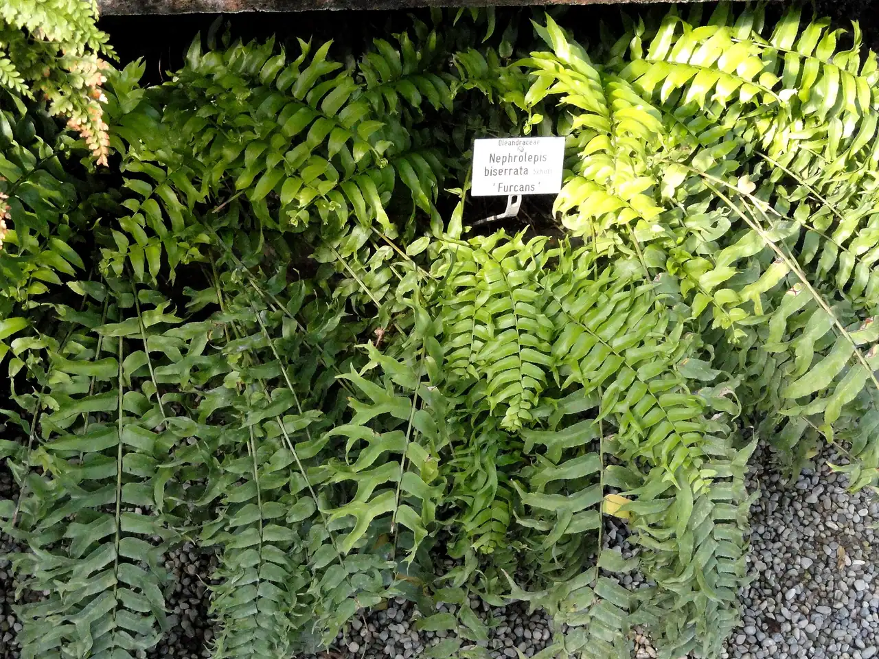 Nephrolepis biserrata