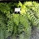 Nephrolepis biserrata