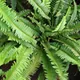 Nephrolepis cordifolia