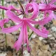 Large Pink Nerine