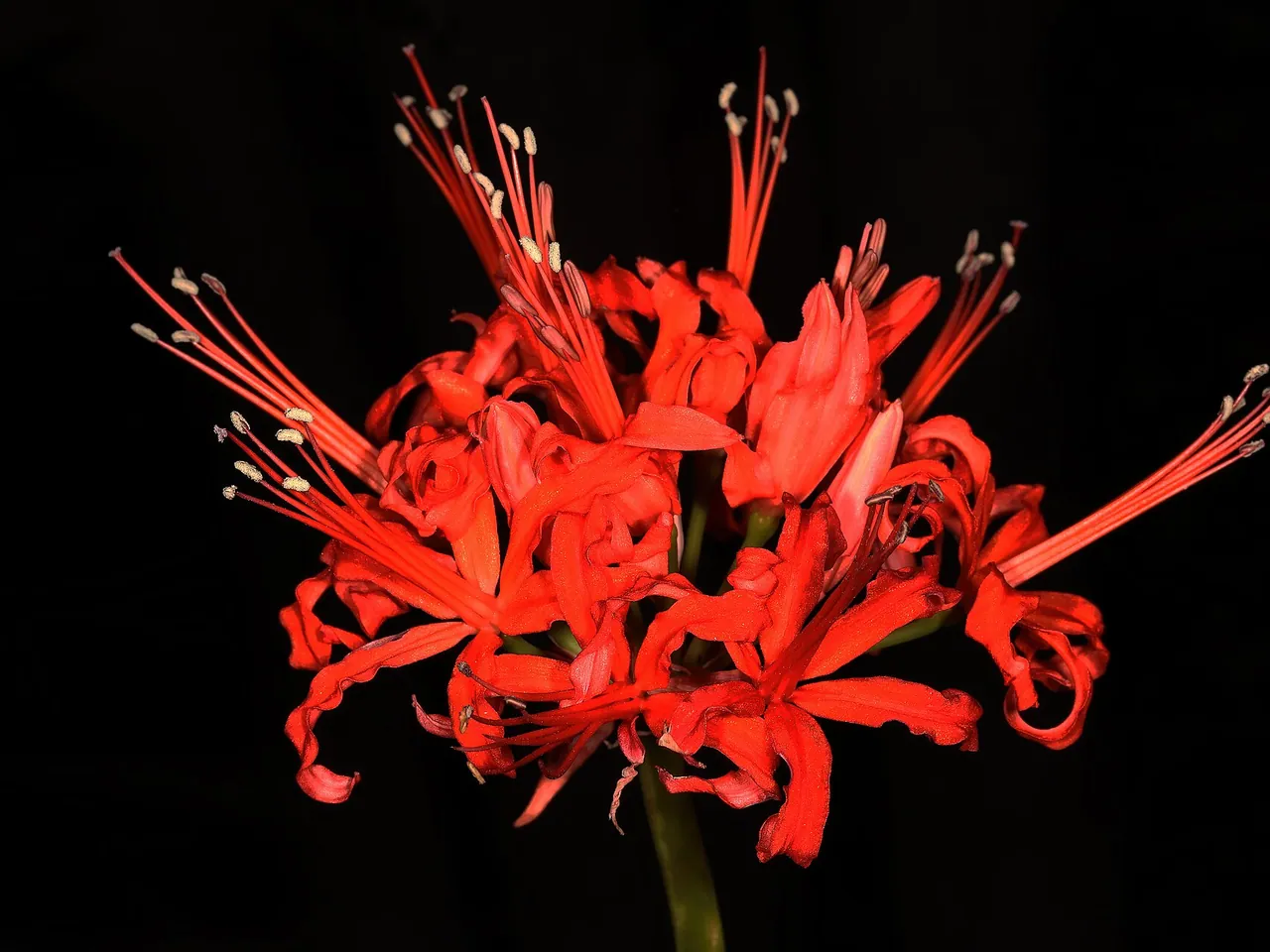 Guernsey Lily