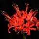 Guernsey Lily