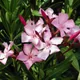 Oleander