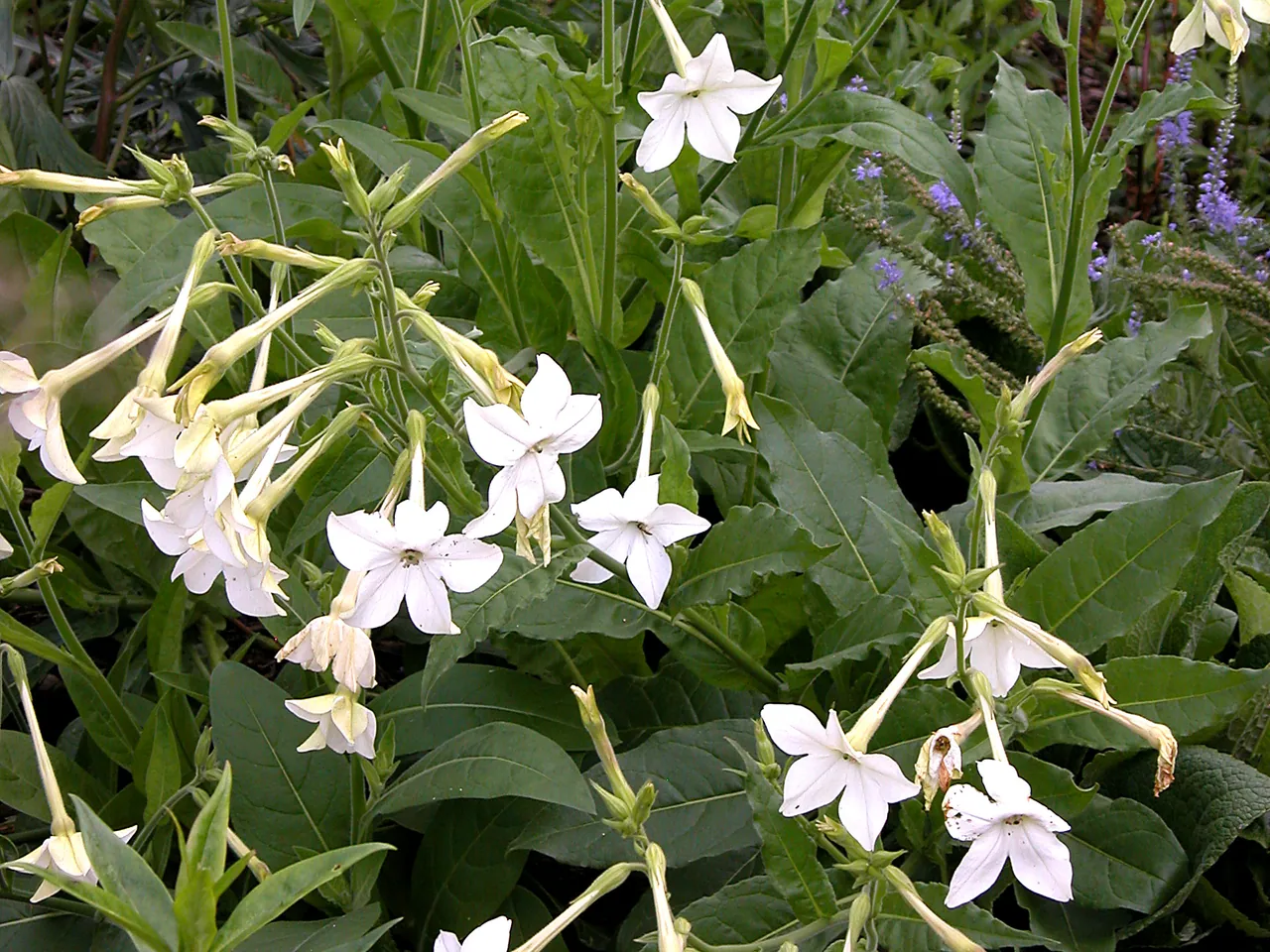 Nicotiana alata