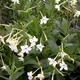 Nicotiana alata