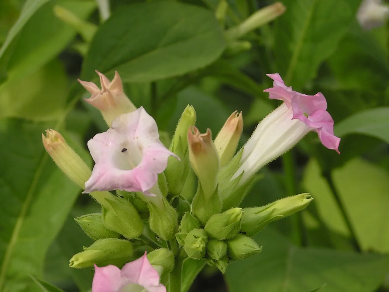 Cultivated tobacco