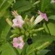 Cultivated tobacco