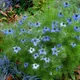 Love-in-a-mist