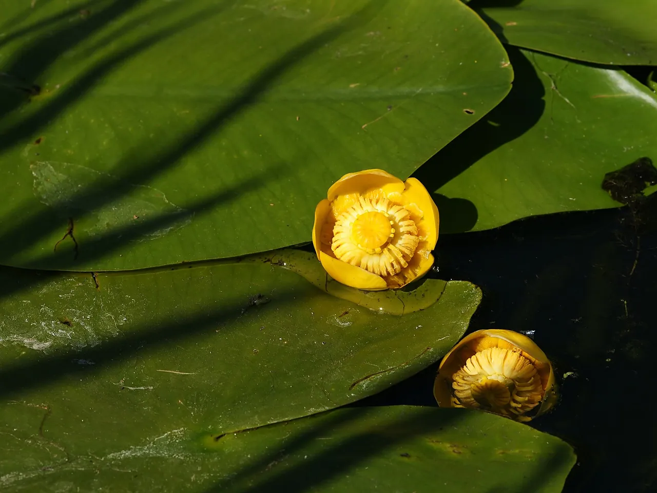 Yellow cowlily