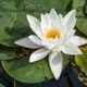 White water-lily