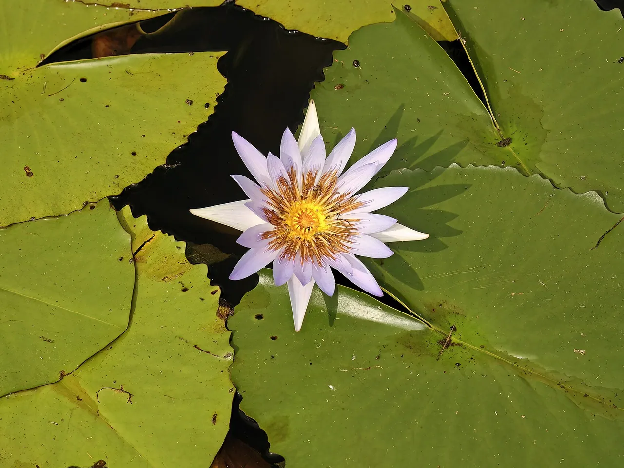 Egyptian blue lotus
