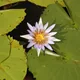 Egyptian blue lotus