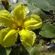 Yellow Floating Heart