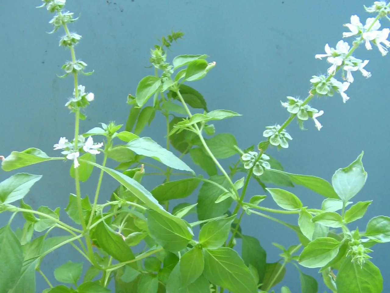 Lemon basil