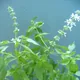 Lemon basil