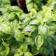 Basil
