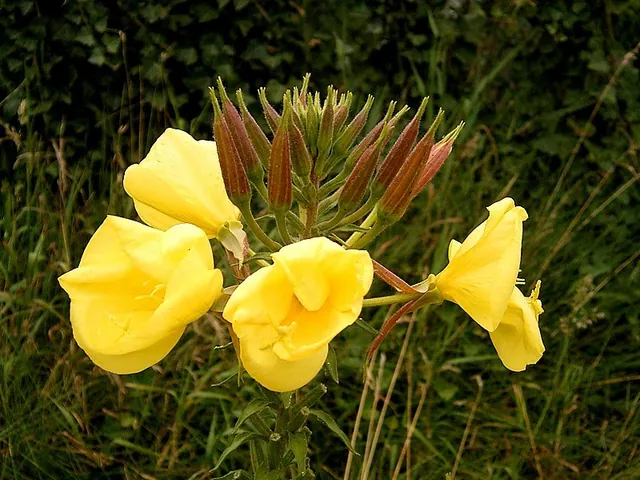 Large-flowered evening-primrose