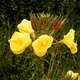 Large-flowered evening-primrose