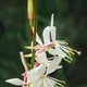 Oenothera lindheimeri