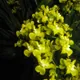 Oncidium cheirophorum