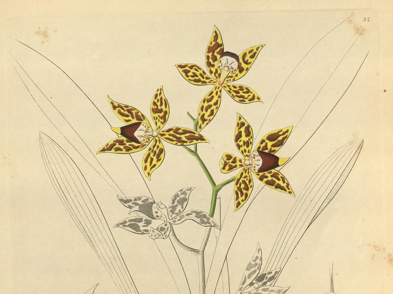 Odontoglossum schillerianum