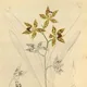 Odontoglossum schillerianum