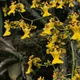 Oncidium ornithorhynchum